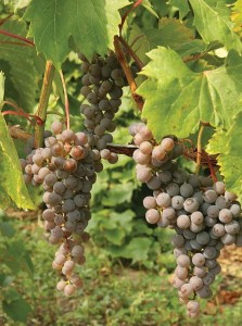 Frontenac Gris, Double A Vineyards