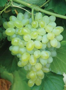 Hope, Double A Vineyards