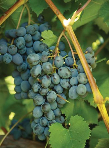 Jupiter, Double A Vineyards