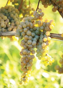 La Crescent, Double A Vineyards