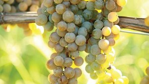 Northern Grapes Project Fuels A Market For Cold-Hardy Grapes