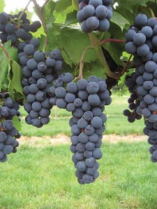 Marquette, Double A Vineyards