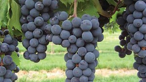 Register Now For The Central Coast Wine Industry Conference And Trade Show