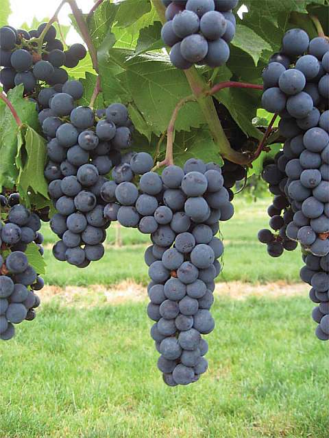 Register Now For The Central Coast Wine Industry Conference And Trade Show