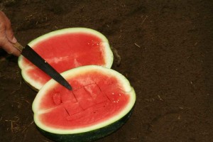 Fascination 
