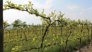Fact-Checking Some Viticulture Myths