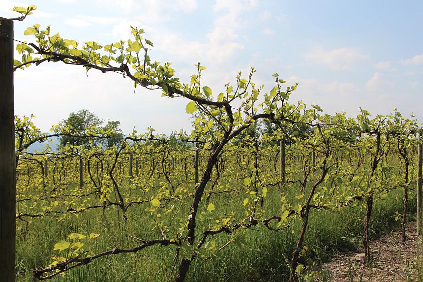 Listen Here! New ‘Veraison to Harvest’ Podcast Has a New York State of Mind