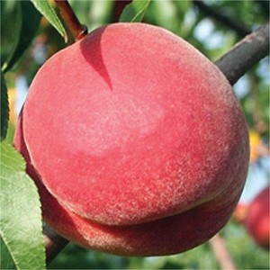 PF 24-C, Flamin’ Fury® Peaches