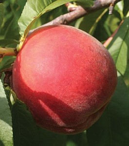 PF 19-007, Flamin’ Fury® Peaches