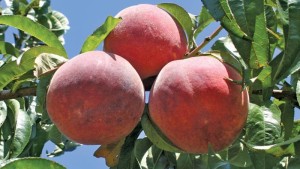 Lane Southern Orchards Featured In National Project