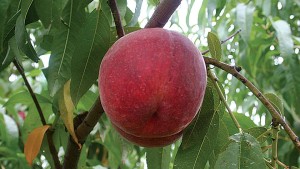 California School District Halts Chinese Peach Purchases
