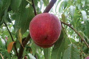 PF 28-007™, Flamin’ Fury® Peaches