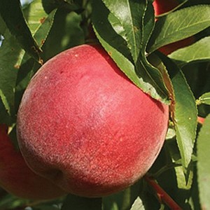 PF 8 Ball, Flamin’ Fury® Peaches
