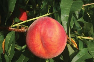 PF 9A-007, Flamin’ Fury® Peaches