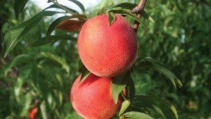 Flamin’ Fury® Peaches 2015 Variety Showcase [Slideshow]
