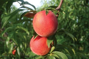 PF Lucky 13, Flamin’ Fury® Peaches