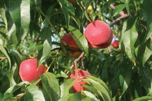 PF5 D Big, Flamin’ Fury® Peaches