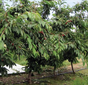 Sweet Cherries On Krymsk® 5 And Krymsk® 6, Fowler Nurseries, Inc.