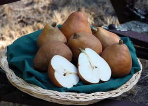 Cinnamon Pear™, Fowler Nurseries, Inc.