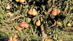 Fowler Nurseries, Inc. 2015 Variety Showcase [Slideshow]