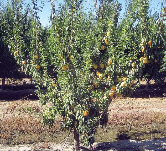 Krymsk® 1 For Stone Fruit, Fowler Nurseries, Inc.