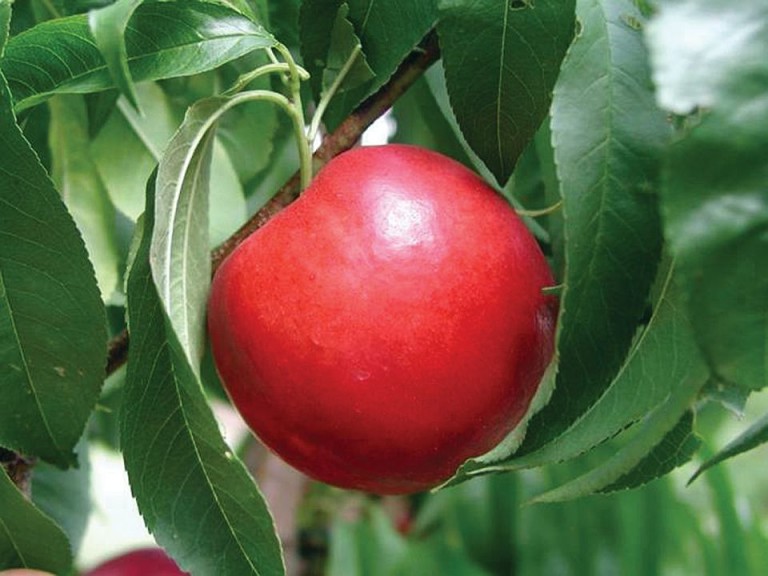 Silver Gem™, Fowler Nurseries, Inc.