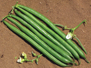 Sybaris