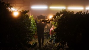 Sonoma County Grape Growers Commit To Helping Local Farmworkers
