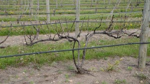 How We Got Our Vines Ready For 2015