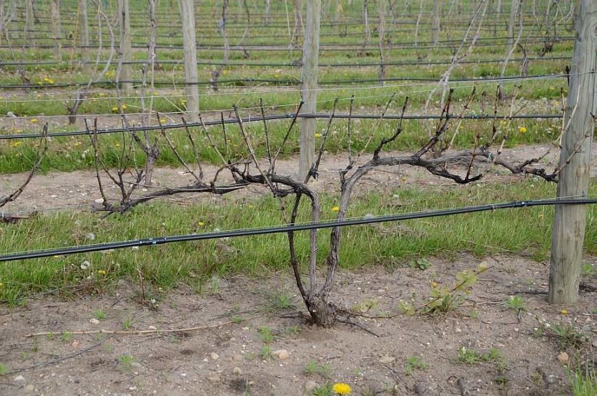 Vitis vinifera vine with winter injury