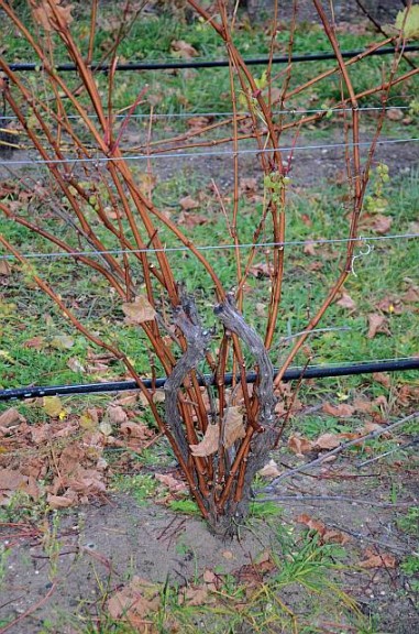Ideal Grapevine At End Of Season