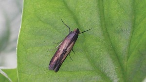 Lesser Cornstalk Borer 
