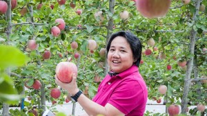 Monster Apple Crop Looms