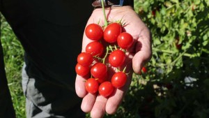 Variety Trials 2014: Bejo Seeds