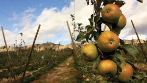 What To Do Before Jumping On The Hard Cider Bandwagon