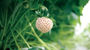 Natural Albino® Pineberry, Nourse Farms, Inc.