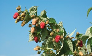 BP-1 Raspberry, Nourse Farms, Inc.