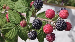 Nourse Farms, Inc. 2015 Variety Showcase [Slideshow]