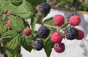 Niwot Primocane Black Raspberry, Nourse Farms, Inc.