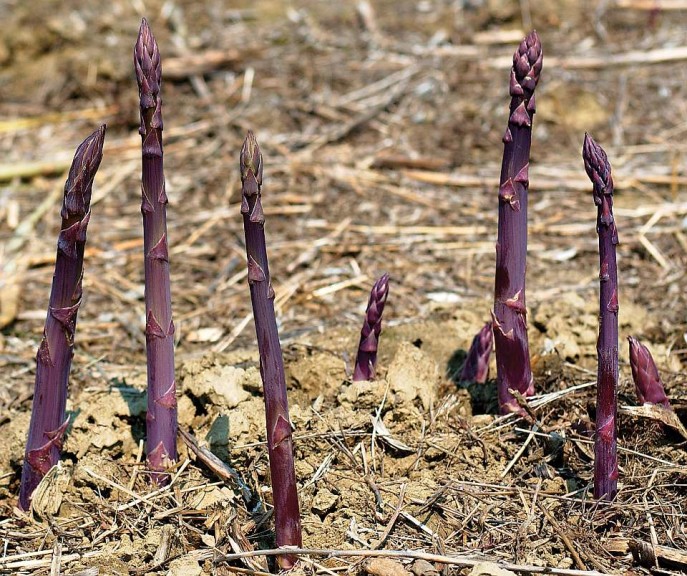 Pacific Purple Asparagus, Nourse Farms, Inc.