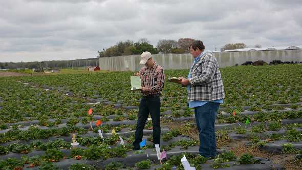 Organic Strawberry Research Gets $200,000 Boost From Walmart
