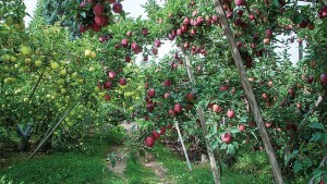 Monster Crops: How Much Is Too Much?