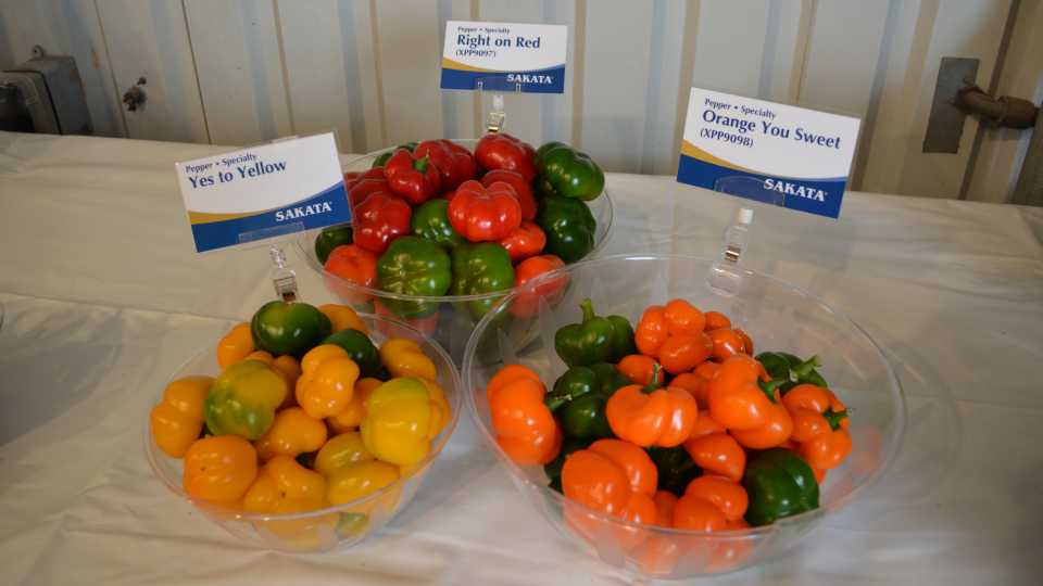 Sakata Specialty Peppers