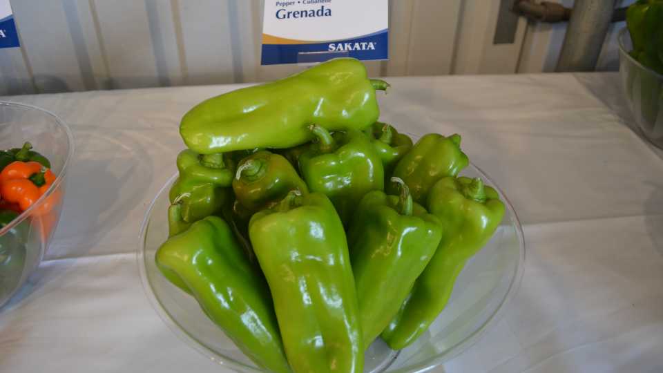 Sakata Grenada