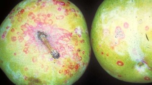 Fall Sprays For BMSB Can Cause San Jose Scale Flare Up