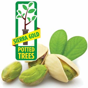 UCB-1 Pistachio Rootstock, Sierra Gold Nurseries