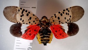 New Invasive Pest Found In Pennsylvania