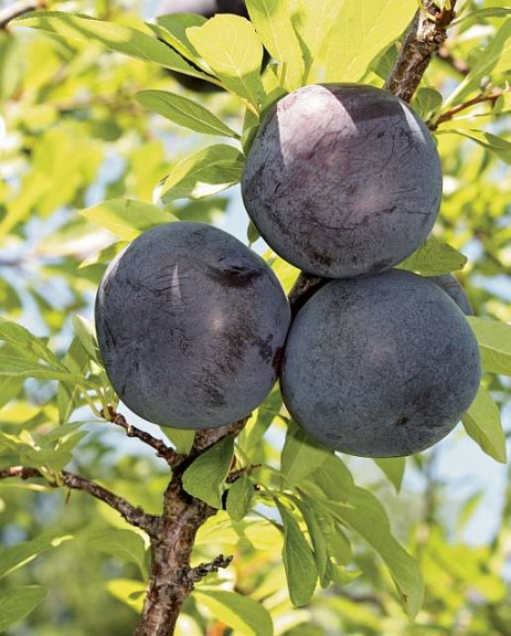 BlackIce™, Stark Bro’s Nurseries & Orchards Co.