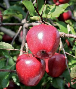 Cammi™,  Stark Bro’s Nurseries & Orchards Co.