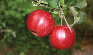 Jonastar® Jonagold, Stark Bro’s Nurseries & Orchards Co.